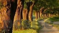 麻豆91视频免费看-麻豆91，探索免费视频的虚幻与现实